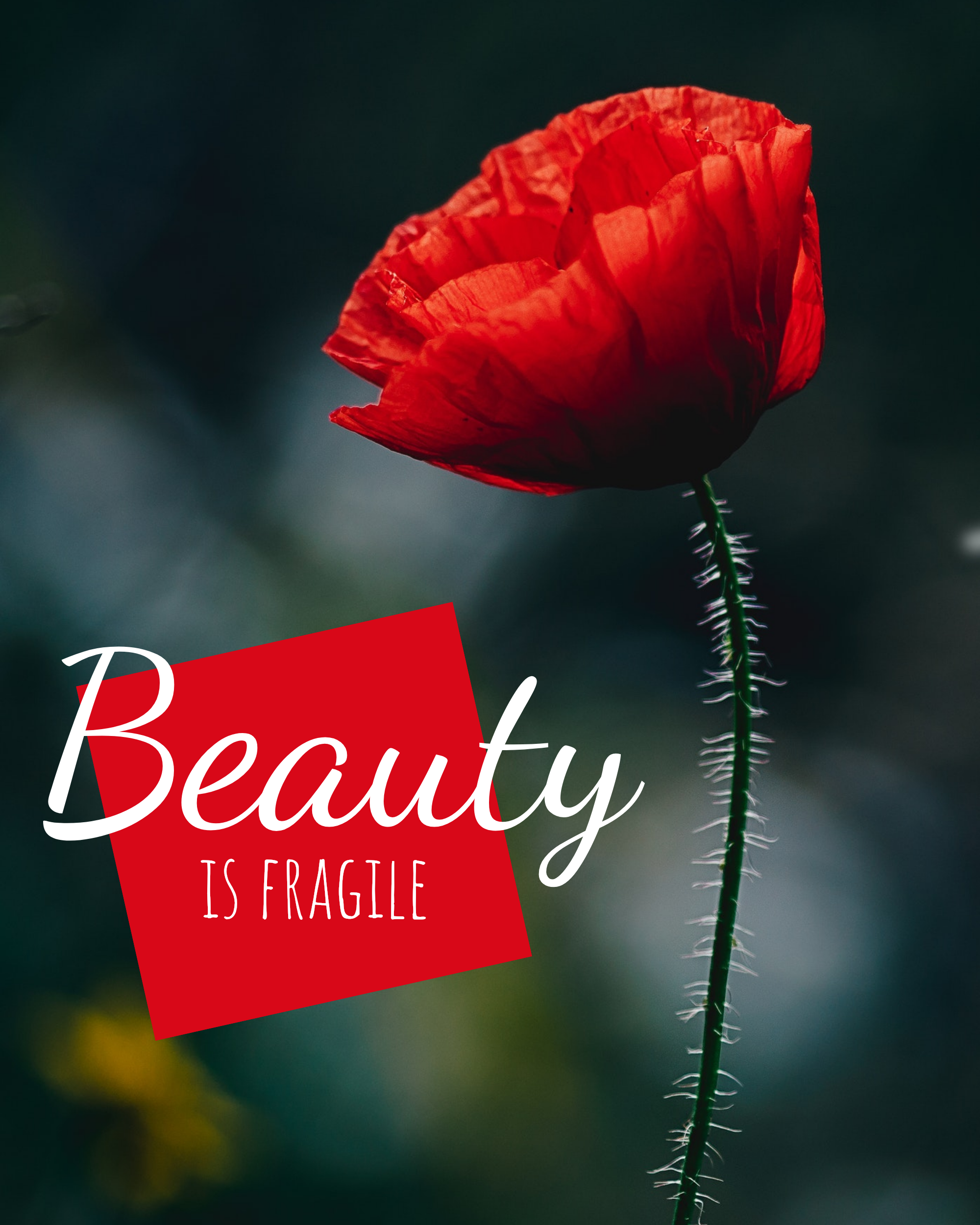STORY TEMPLATE: Beauty is fragile Instagram Post Template